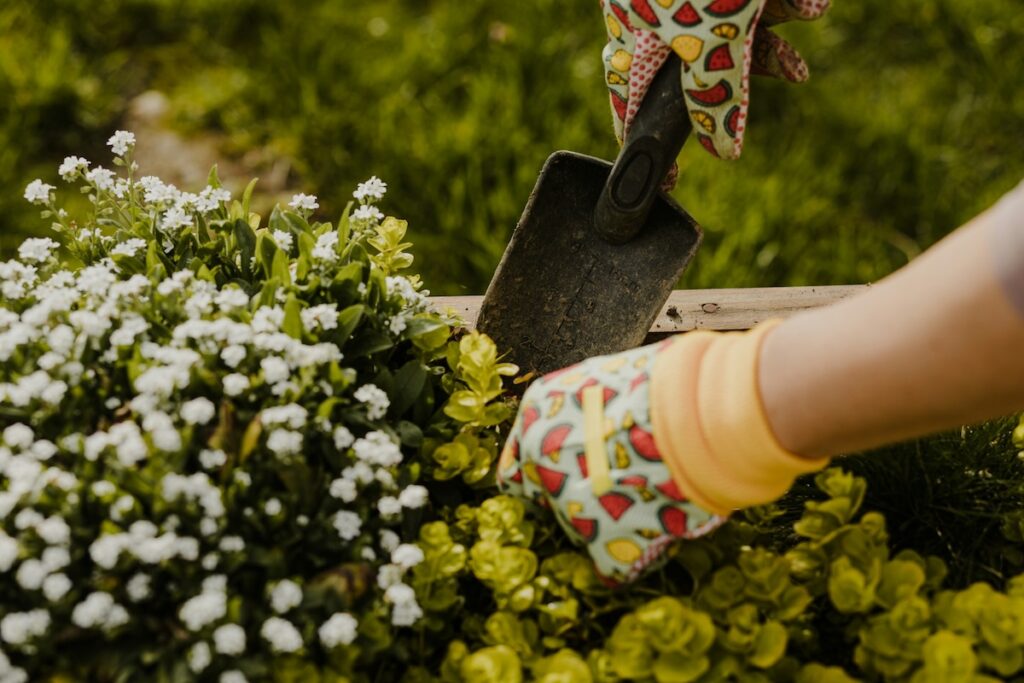 A person plants white flowers as they learn to garden as a natural mood booster.