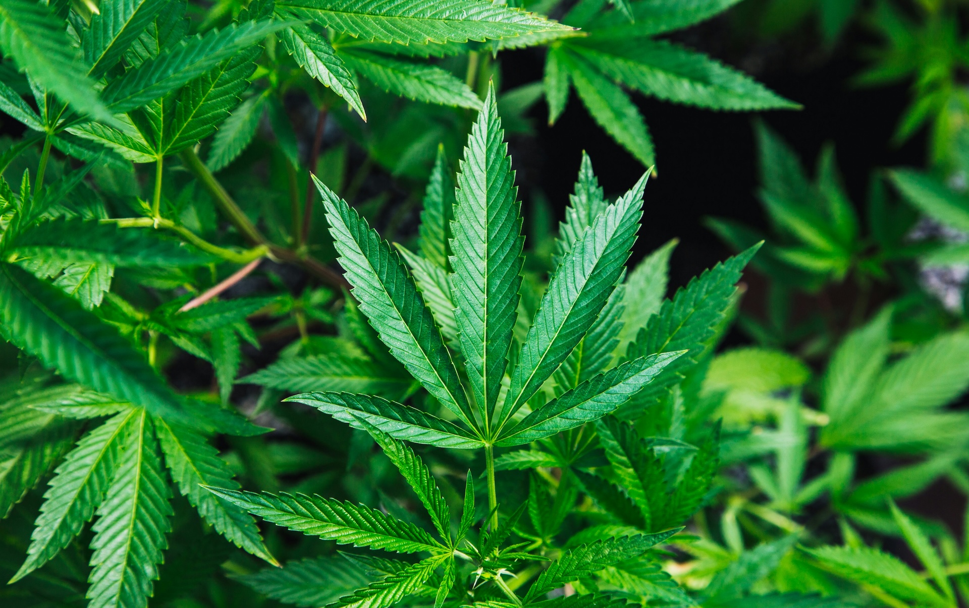 Cannabis plant leaves in close-up, related to cannabis and sleep quality